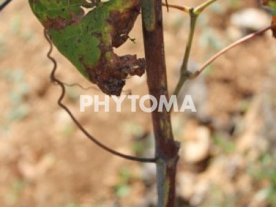 Xylella fastidiosa